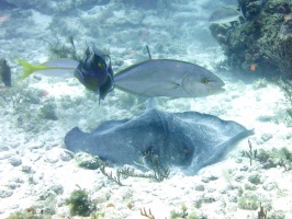 More Dive Buddies IMG 3040